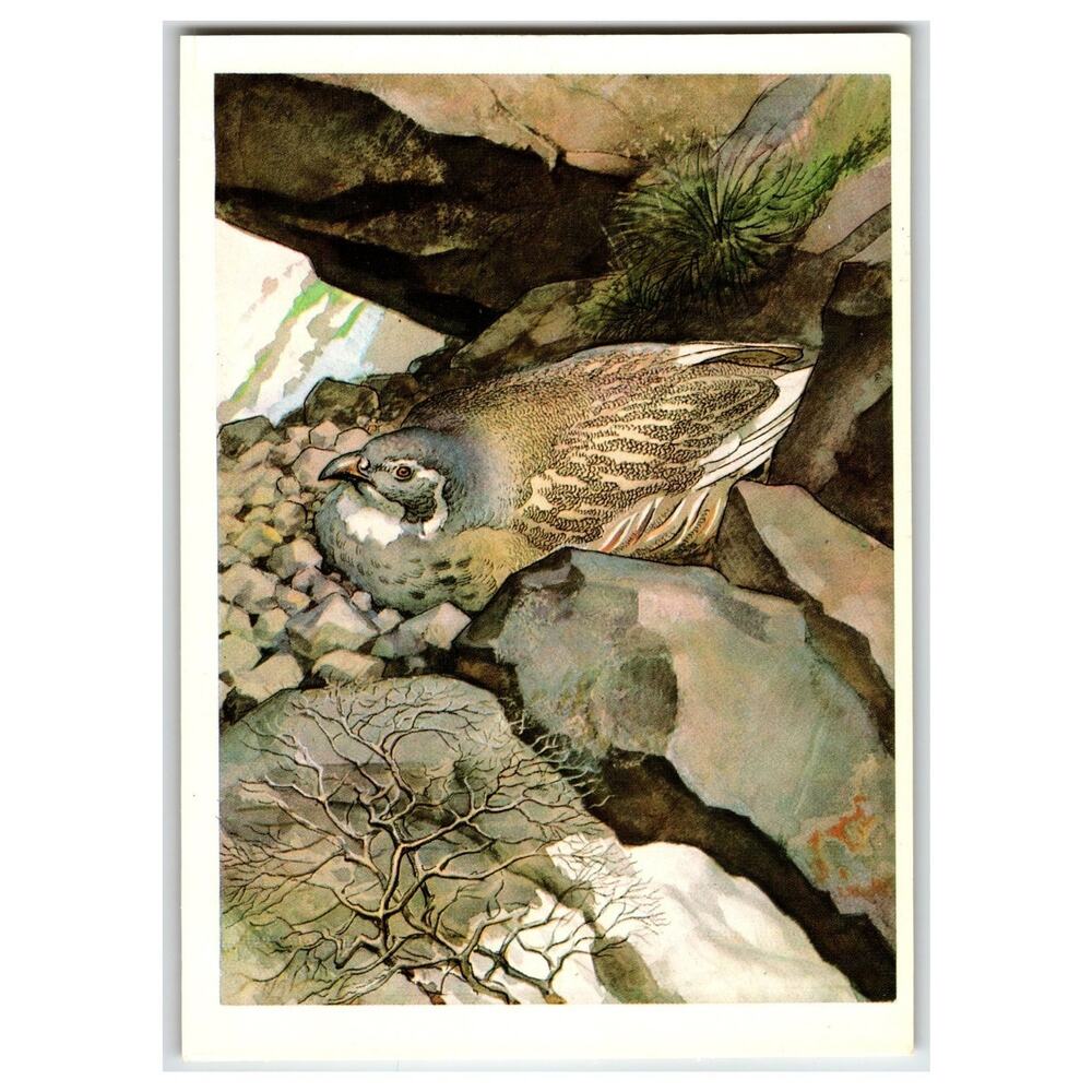 1979 Caspian Snowcock Bird Art Postcard USSR Soviet Wildlife Illustration